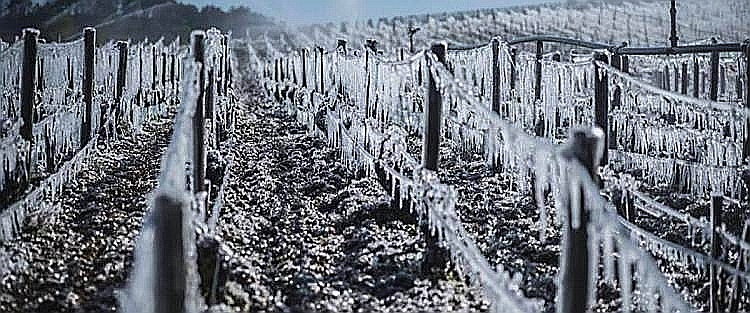 CALA IL GELO SULL’AGRICOLTURA.NON SI CONTANO I DANNI